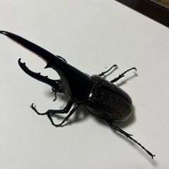 ありがとうございました　ヘラヘラの画像