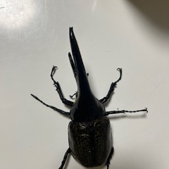 ありがとうございました　ヘラヘラの画像