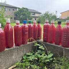 💫ＰＳＢ💫光合成細菌💫500ml💫