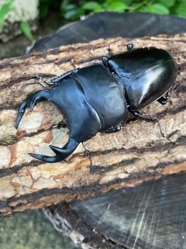 グランディス＋インドアンテ