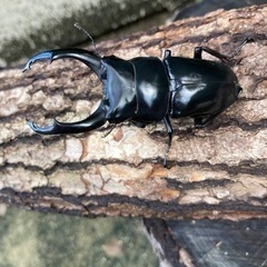 ネパールコクワガタ