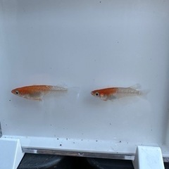 メダカ、めだか　レッドクリフ紅白タイプ1ペア②