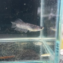 メダカ　ZEBRAの画像