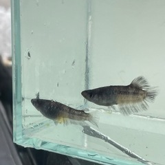 メダカ　ZEBRAの画像