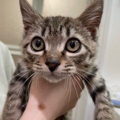 生後2ヶ月半くらいの可愛らしい子猫ちゃん