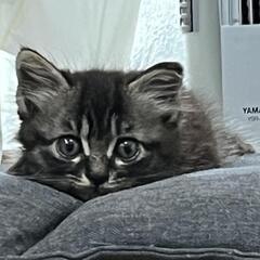 保護猫  ネコ好きな里親さんお願いします