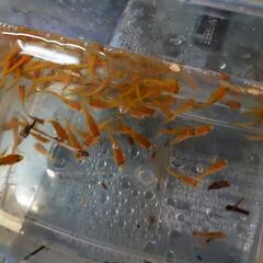 カムルチーの稚魚