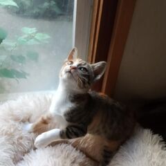 三毛の女のこです!