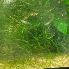 ミナミヌマエビ20匹