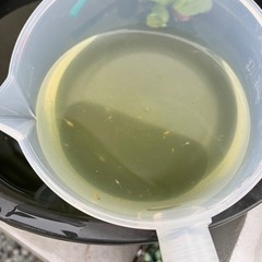 めだか 稚魚10匹の画像