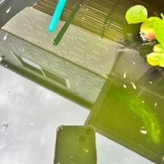 めだか 稚魚10匹の画像
