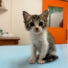 アメショ柄?キジ白ちゃん♡男の子(1ヶ月半) − 沖縄県