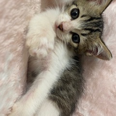 アメショ柄?キジ白ちゃん♡男の子(1ヶ月半) - 沖縄市