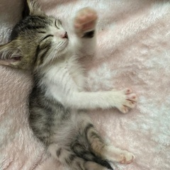 アメショ柄?キジ白ちゃん♡男の子(1ヶ月半) - 猫
