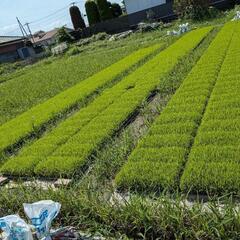 稲苗　彩のかがやき  120枚 ★ 箱粒剤散布済み