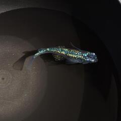画像のサバンナ様血統 ネプチューンから産まれた若魚5匹 メダカ