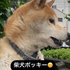 柴犬　里親募集🐶