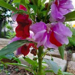 ガーデニング　植物　花　ホウセンカ　鳳仙花　苗
