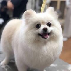 犬友
