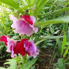 ガーデニング　植物　花　ホウセンカ　鳳仙花　苗の画像