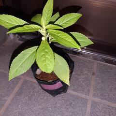 ガーデニング　植物　花　ホウセンカ　鳳仙花　苗の画像