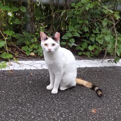 飼育放棄された子です。
