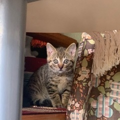 生後約2ヶ月のキジトラの子猫ちゃんの里親さんを探してます。