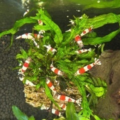 お取引中　レッドビーシュリンプ10匹の画像