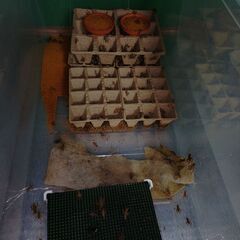 ヨーロッパイエコオロギ・イエコL～成虫　100匹くらいの画像