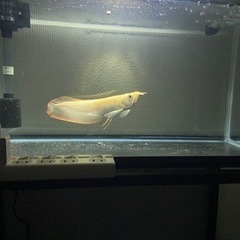 アルビノシルバーアロワナ