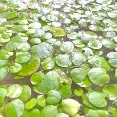 水草 メダカ 金魚に ドワーフアマゾンフロッグピット