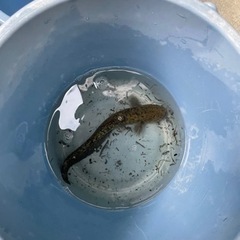 ペットにどうぞ❗️お手頃サイズのナマズ君２０cm±１匹🐟