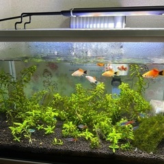水槽、熱帯魚