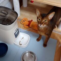 アビシニアンです