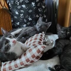 子猫あげます