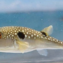 釣りで竿にかかってしまったフグください🙇‍♂️
