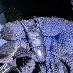天白区ヒラタクワガタ