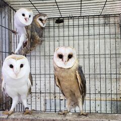 メンフクロウCB　限定セール　交換可　繁殖してます