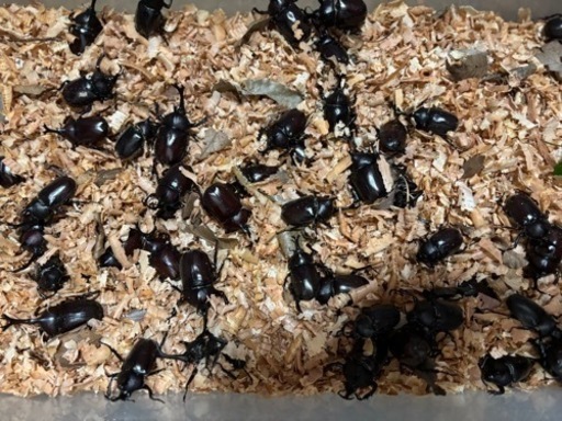 カブトムシ♂50匹！