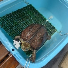 クサガメ【メス】