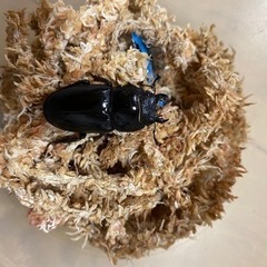 対馬ヒラタペアの画像