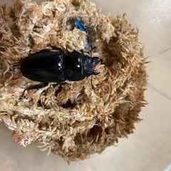 対馬ヒラタペアの画像