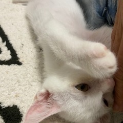 白猫君