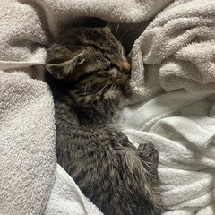 子猫　里親募集