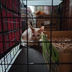 青い目の子猫