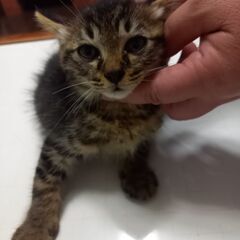 生後2カ月くらい、メス