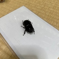 オオクワガタ 能勢YG メス 50mm 早期羽化