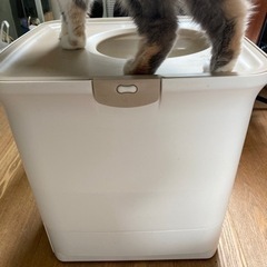 ペットトイレ、猫用、上から