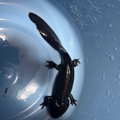 ウーパールーパー　黒
