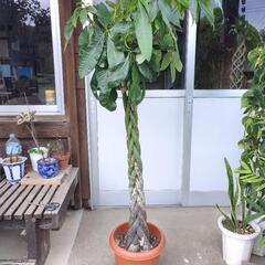 ねじねじパキラ　9号鉢　150cm❢